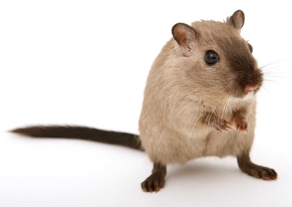 New Methods To Manage Rodents And Bugs In Your Home