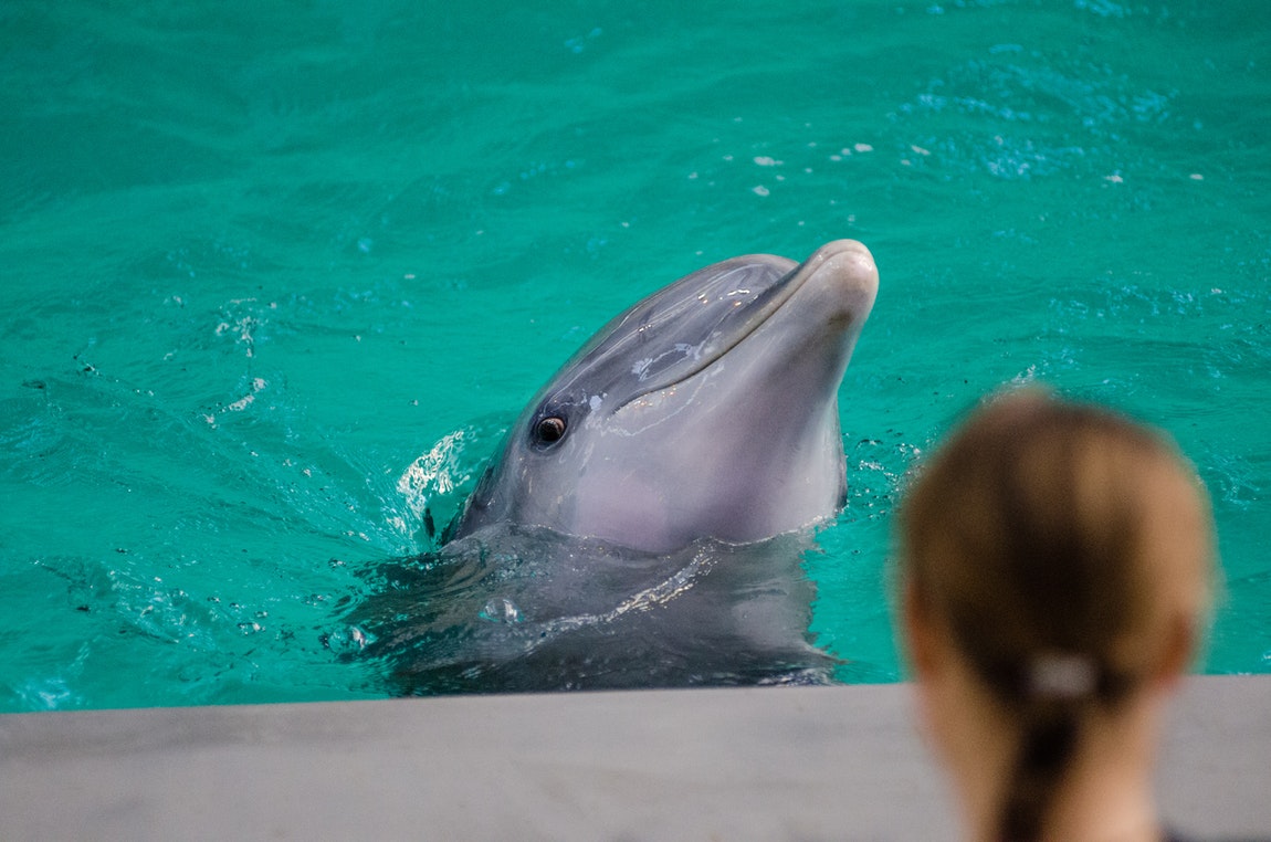 Making Your First Dolphin Watching Experience Extra Special