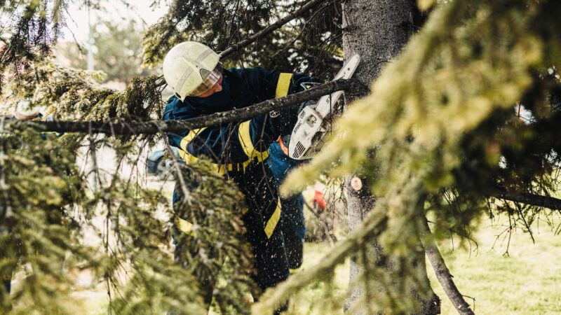 Must-Know Reasons to Only Employ Duly-Licensed Arborists for Quality Tree Care