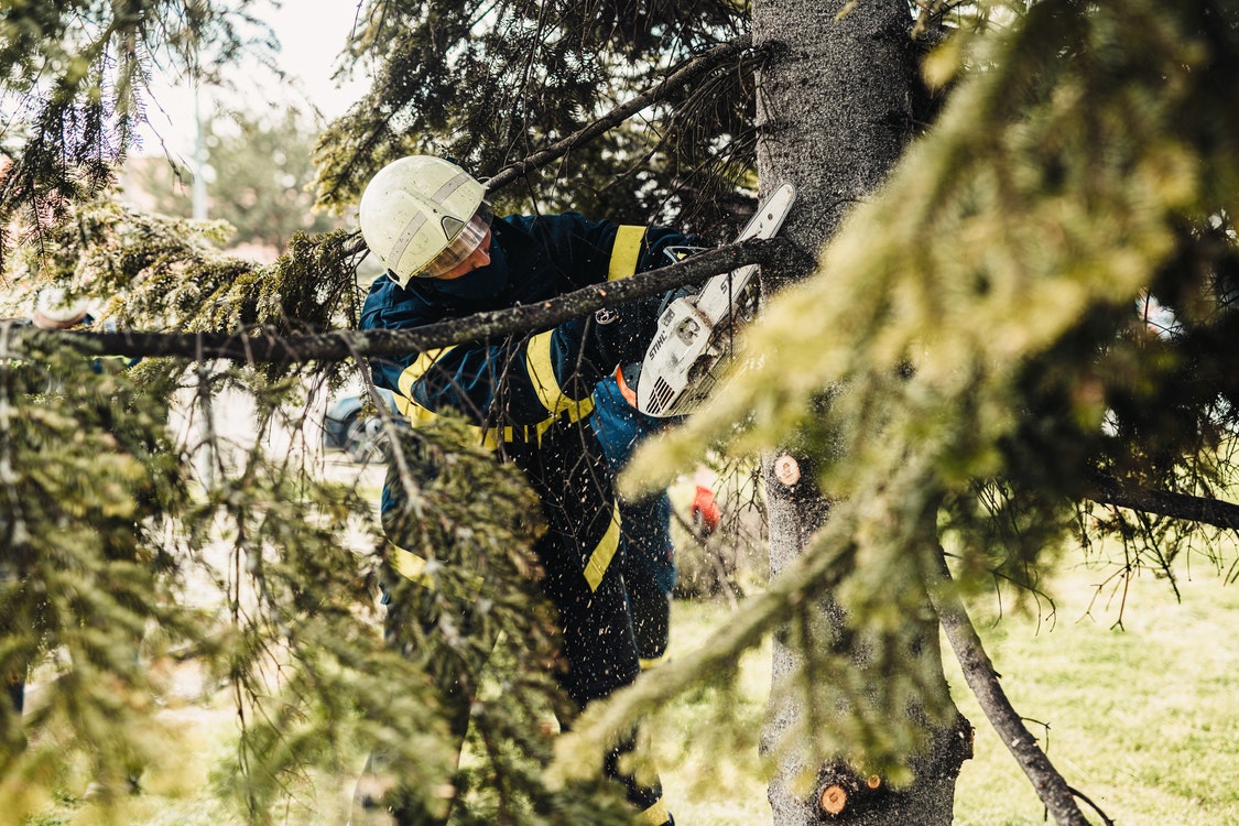 Must-Know Reasons to Only Employ Duly-Licensed Arborists for Quality Tree Care