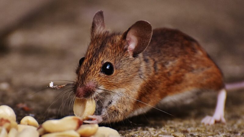 Discussing the Crucial Role of a Certified Pest Control Service for Various Homes